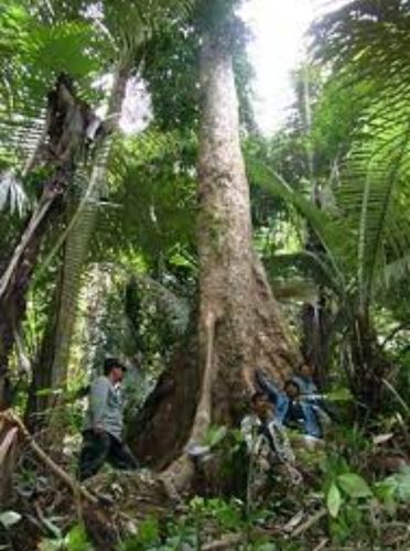 พระเจ้าห้าพระองค์