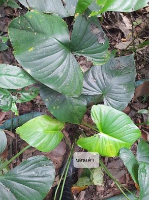 ตูนเขียว