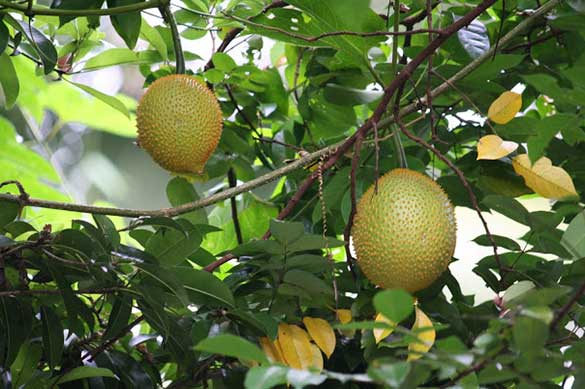 ฝักข้าว