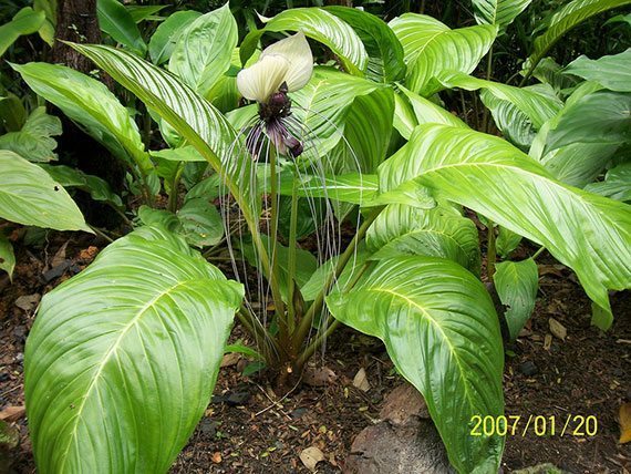 ว่านค้างคาว