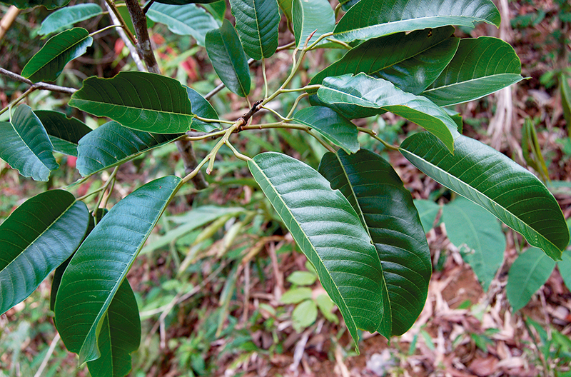 ช้าม่วง