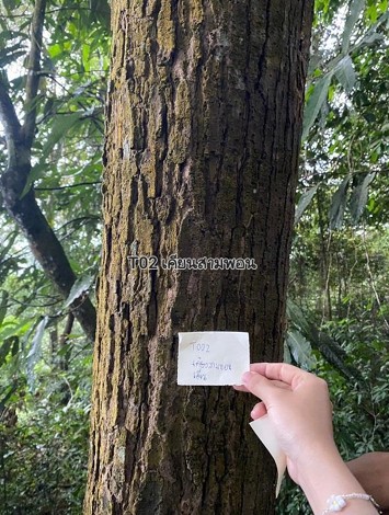 ตะเคียนแก้ว