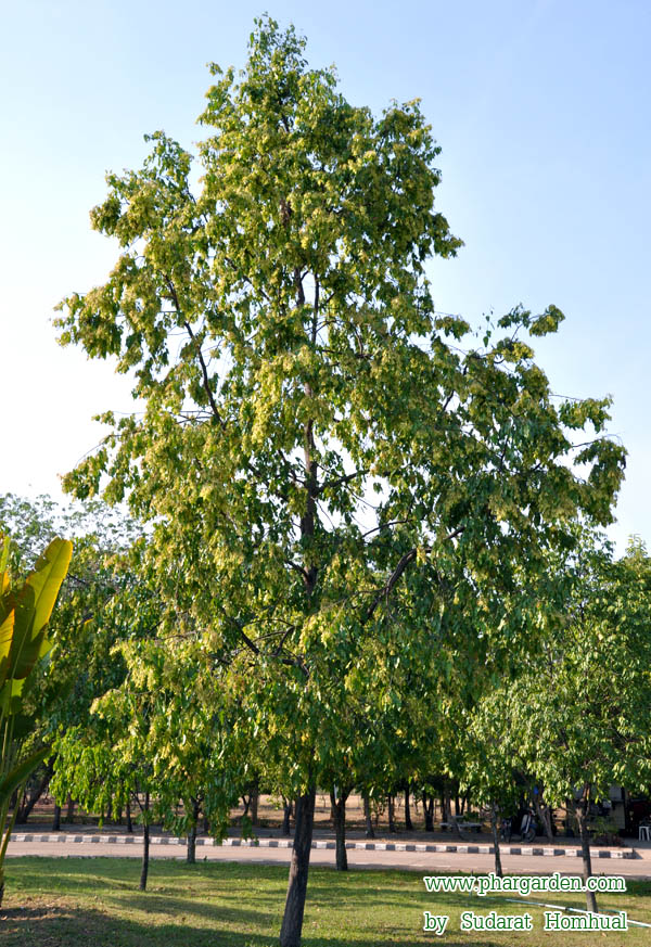 ตะเคียนทอง